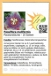 Preview: Passiflora maliformis, 10 Samen